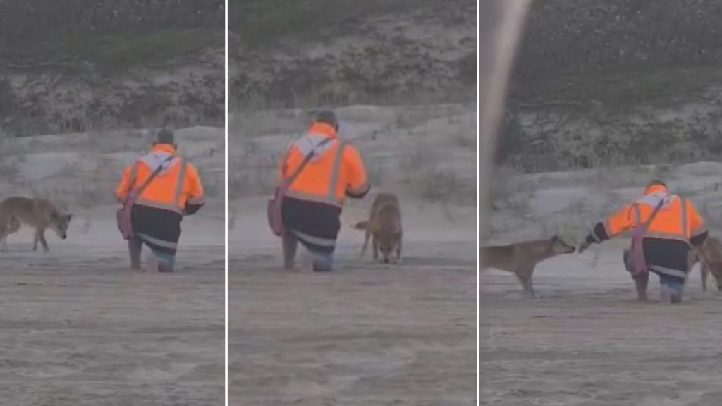 Thumbnail for Furious rangers blast ‘dangerous decision’ of man fined for feeding K’gari dingoes