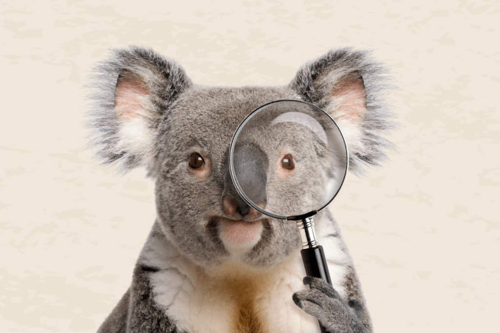 Thumbnail for South-east Queenslanders called to count koalas as Griffith plans for safety