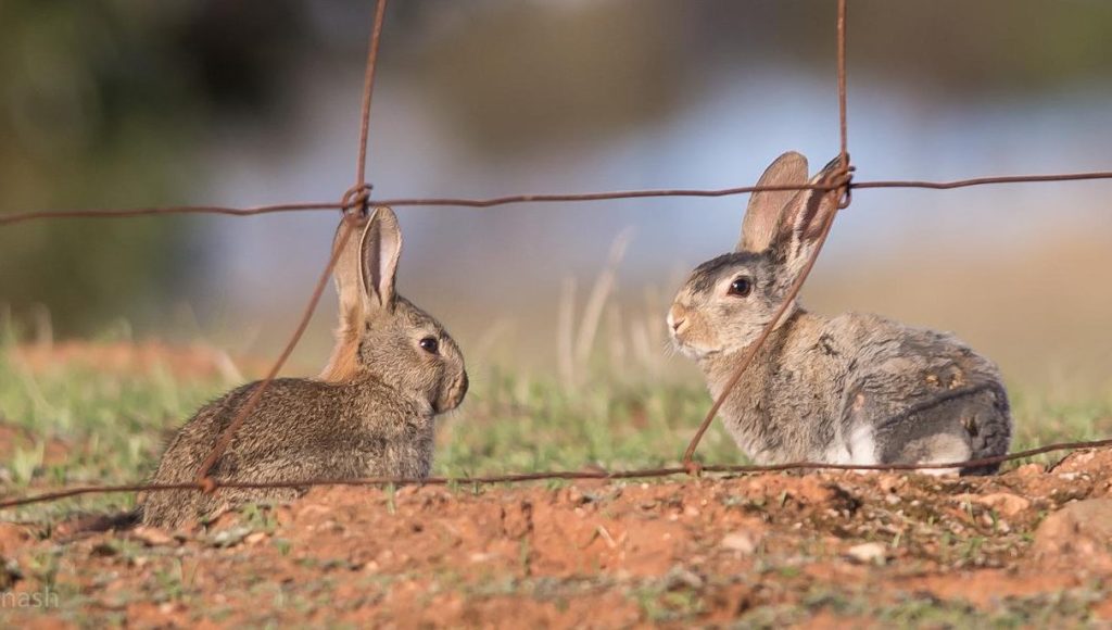 Introduced species such as rabbits are having a devastating effect on native wildlife, a major study has found. (Image: CSIRO)