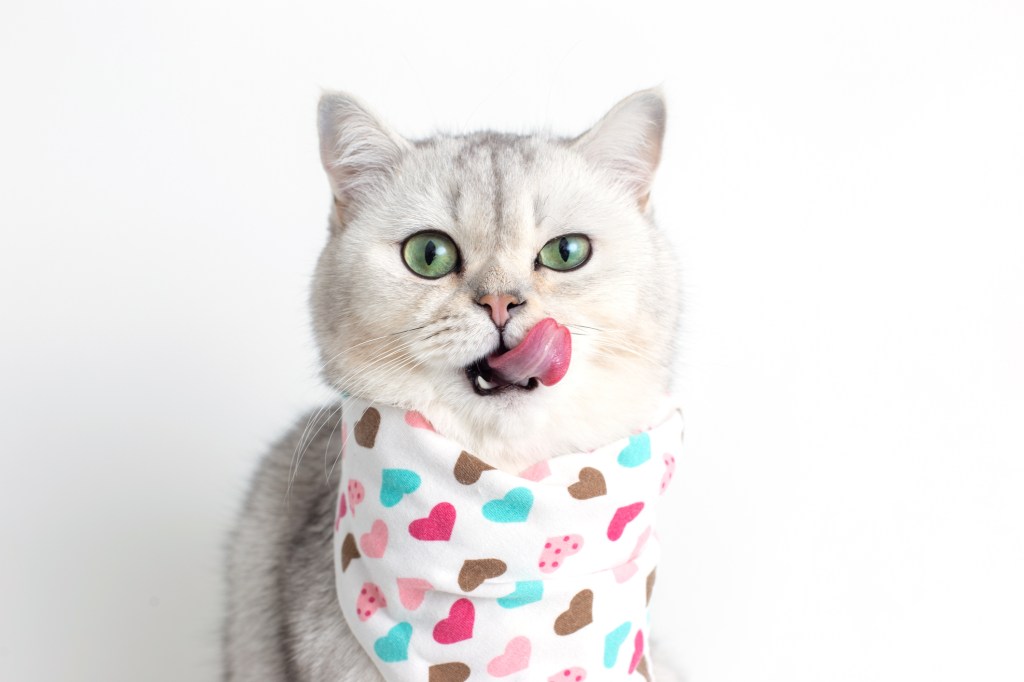 Thumbnail for What’s new, pussycat? The benefits of a vegan cat food, that’s what