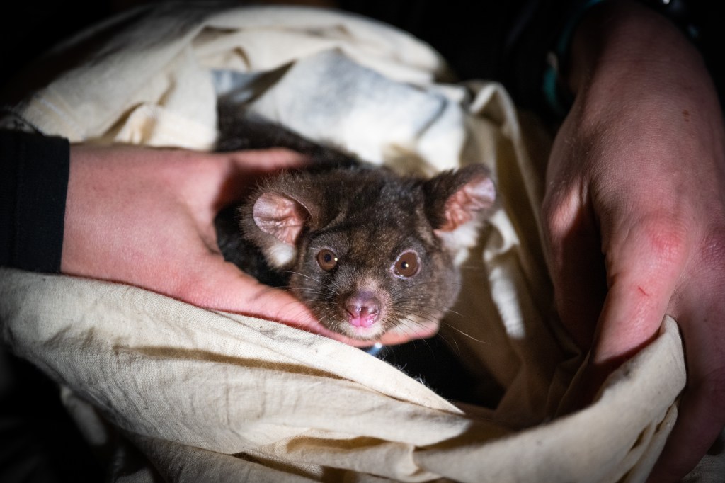 Thumbnail for Leap of faith: Researchers plotting habitat of our gliders to secure their survival