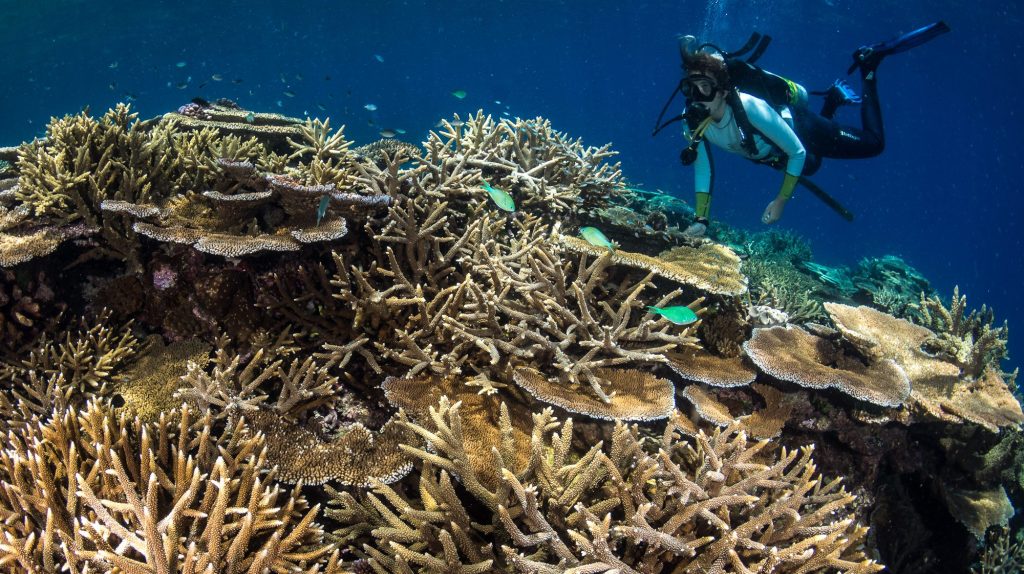 Developments pivotal to the reef's survival include semi-automated and robotic methods that dramatically increase the number of corals that can be bred in aquaculture.