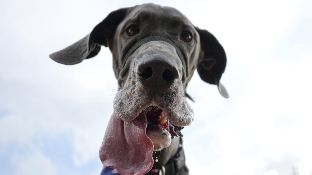 Thumbnail for Why vegan cats and dogs might hold key to slowing global warming