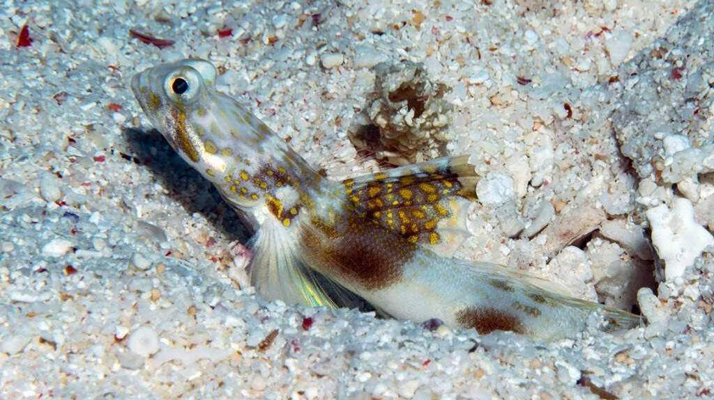 A supplied image obtained on Tuesday, October 10, 2023, of a newly discovered fish species the Lady Elliot Shrimp Goby in the Great Barrier Reef. (AAP Image/Supplied by University of the Sunshine Coast) NO ARCHIVING, EDITORIAL USE ONLY