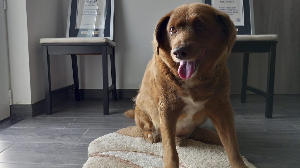 Thumbnail for World’s oldest dog Bobi dies in Portugal aged 31