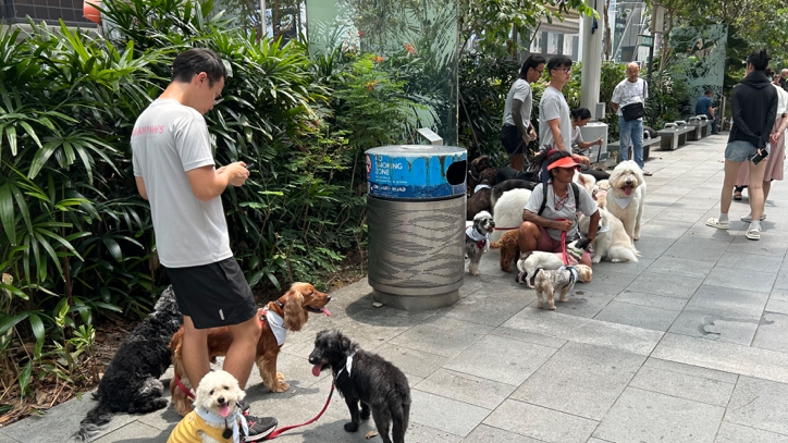 Singapore is a hotbed of pooches. Image: Phil Brown