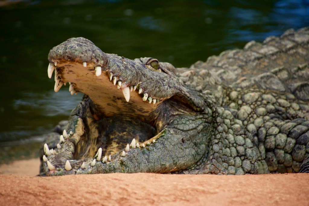 Thumbnail for How a croc bite has led to a medical breakthrough for pain