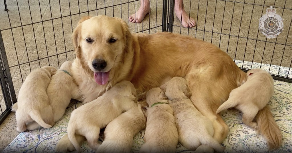 Thumbnail for Not watch-dog material yet, but police work all night to return stolen pups home safely