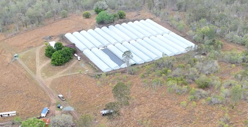 Thumbnail for Police put $68 million price tag on huge farmed marijuana plot