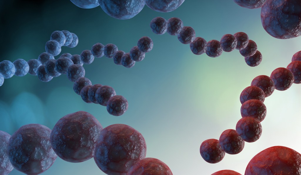 Thumbnail for World-first human challenge trial to test efficacy of Strep A and rheumatic heart disease vaccine