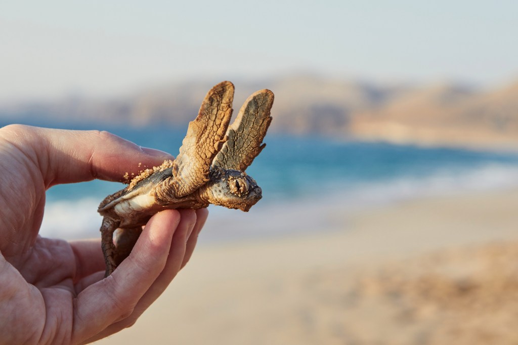 Thumbnail for Pollutants may mimic female sex hormones, feminising endangered green sea turtles