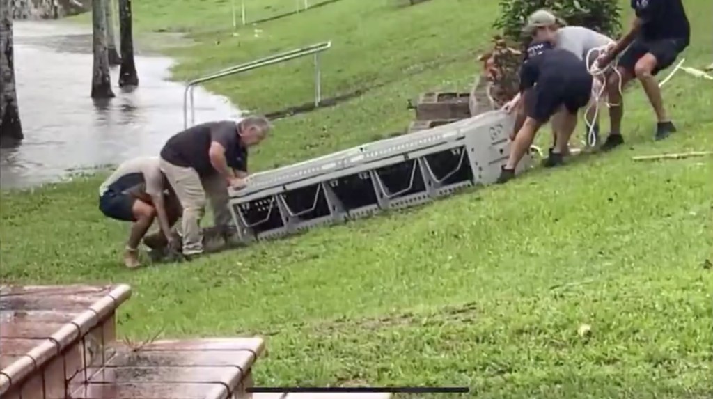 Thumbnail for Water hazard: Crocodile captured while swimming in flooded Ingham fishing spot