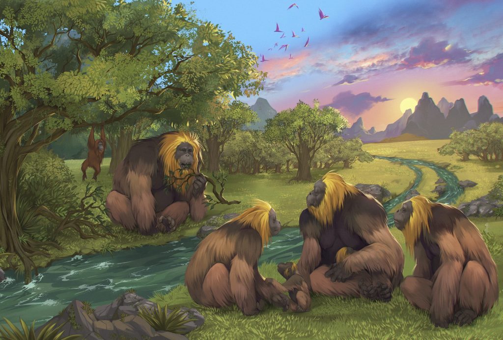 This illustration provided by researchers depicts Gigantopithecus blacki in a forest in the Guangxi region of southern China. The extinct species of great ape that once stood around 10 feet tall and weighed up to 650 pounds was likely driven to extinction by environmental changes, scientists in China and Australia report in the journal Nature. (Garcia/Joannes-Boyau/Southern Cross University)