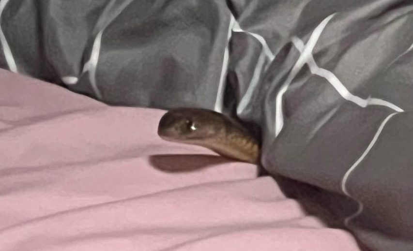 Thumbnail for Western Downs woman lucky to survive bite by deadly snake in her bed