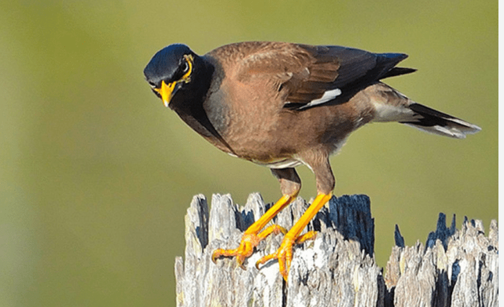 Thumbnail for A myna irritation or a nervous twitch – why our home is beginning to resemble a movie set