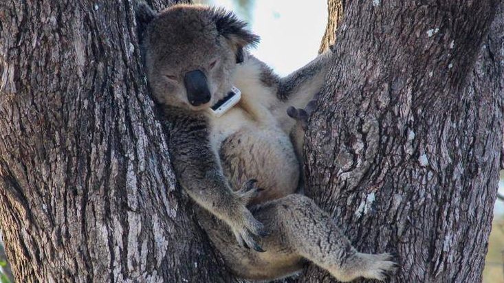 Thumbnail for Queensland leads logging assault that leaves our koalas ‘headed for extinction’