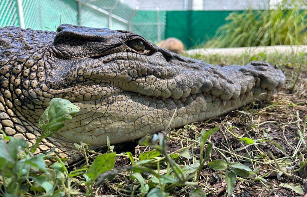 Thumbnail for Croc around the block: Wildlife officers move 2.5m salty from Cardwell backyard