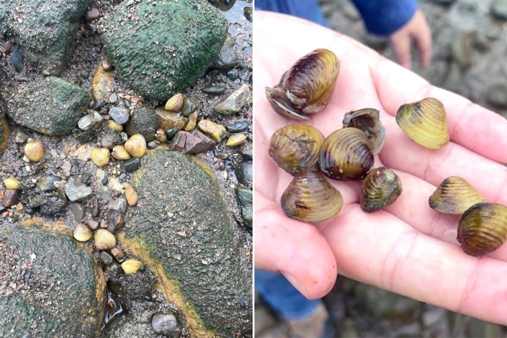Thumbnail for Wham, bam, stop the clam: Brisbane’s latest invasive pest a threat to river health