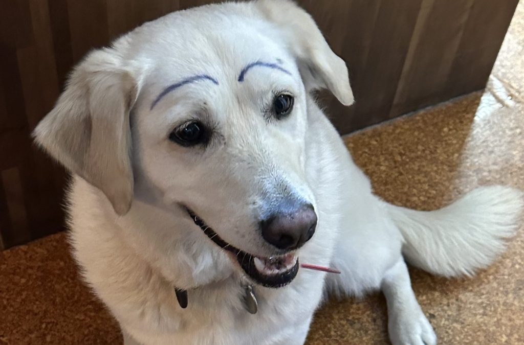 Thumbnail for Renting? That’s what people do between having a house and drawing eyebrows on the dog