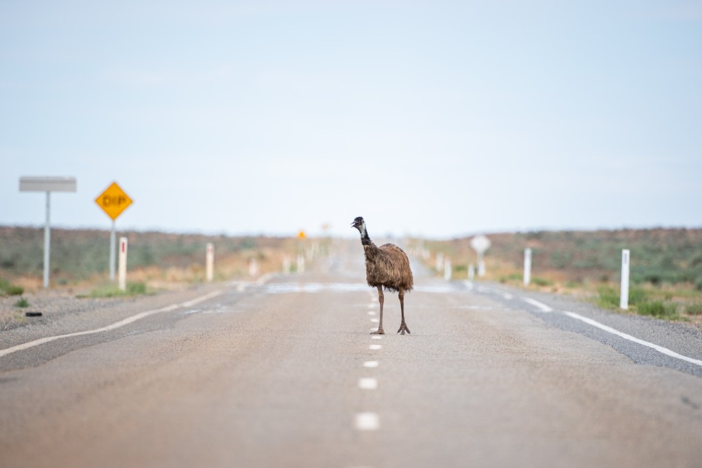 An emu is seen on the road in Western NSW, Wednesday, January 24, 2024. Heatwave conditions are set to persist for large swathes of the country with a cool change not expected until later in the week. (AAP Image/Stuart Walmsley)