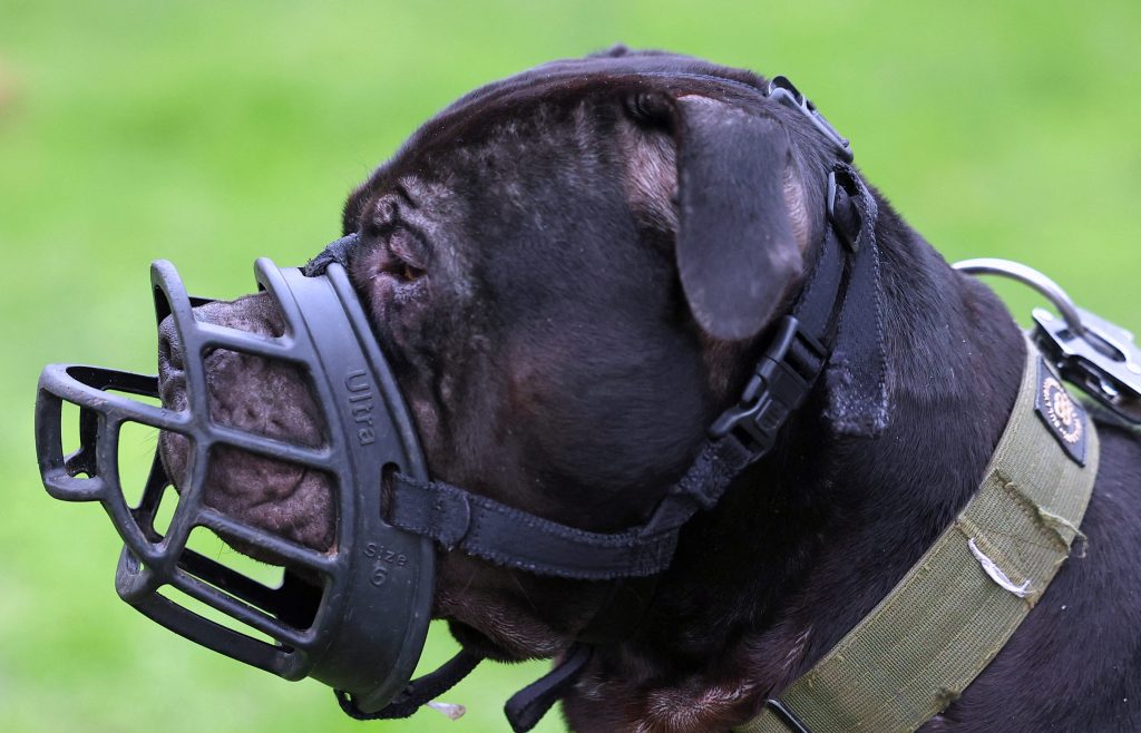 Muzzled XL Bully dog 'Duke' is taken for a walk  REUTERS/Toby Melville