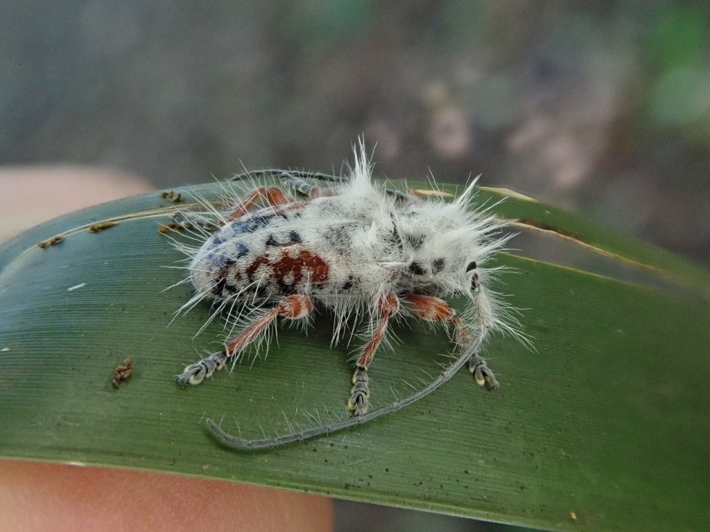 Thumbnail for What’s the latest thing you might discover at the Gold Coast? Meet the amazing Hairy Poo