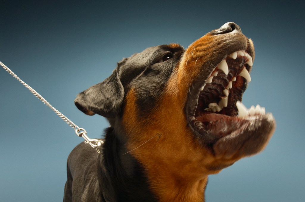 Queensland police have announced a crackdown on dangerous dogs. (Image: AAP) 