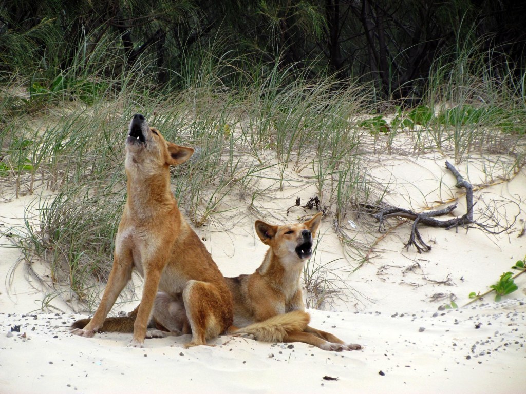 A supplied image obtained on Thursday, July 20, 2023, of dingos on K'gari (Fraser Island), QLD . (AAP Image/Supplied by Queensland Government – Department of Environment and Science) 