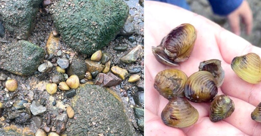 Thumbnail for It may wreck our rivers but authorities say they have no plans to halt this clam