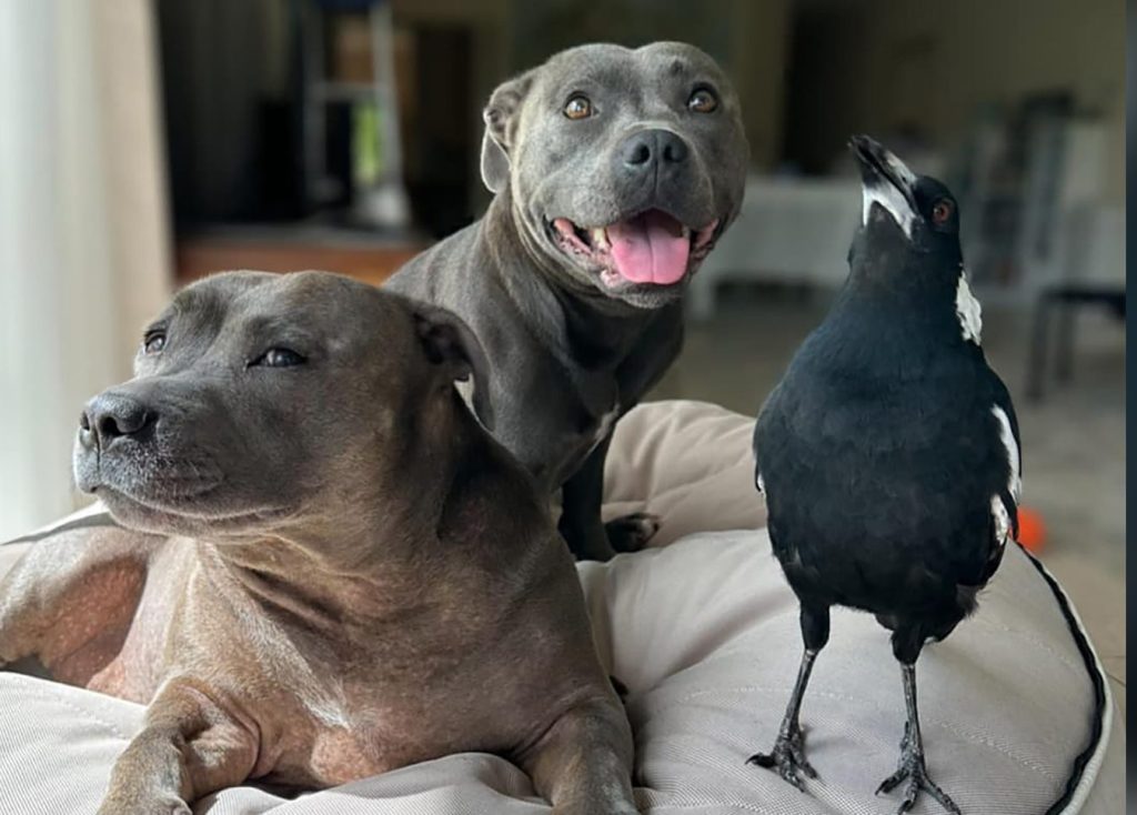 A supplied image shows Peggy and Ruby the Staffies with Molly the magpie at their home in the Gold Coast.  (AAP Image/Supplied by Juliette Wells and Reece Mortensen) 