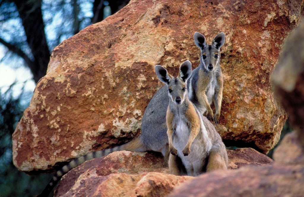Thumbnail for Selling the farm: Donor gives $21 million to turn huge Qld cattle station into park