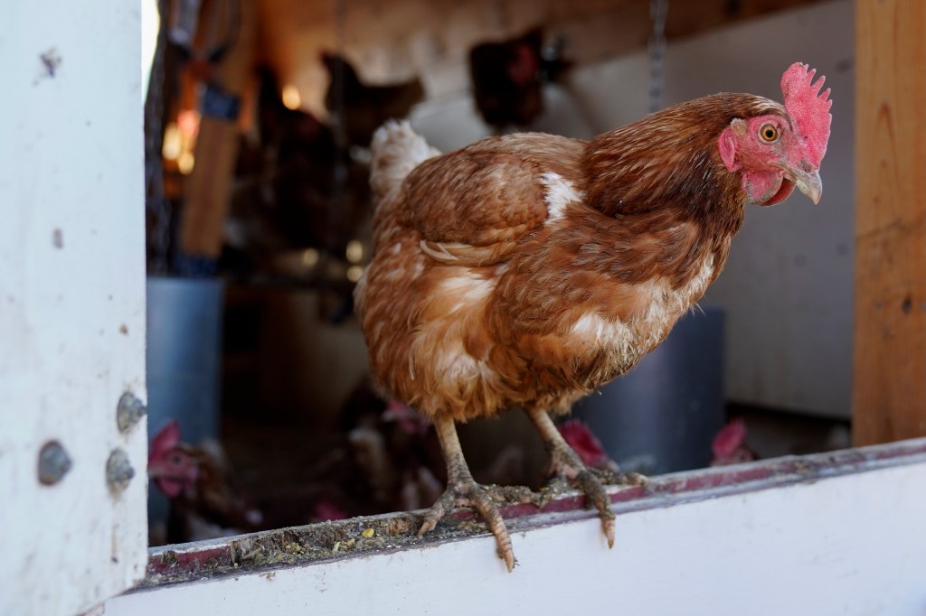 Thumbnail for Second farm returns positive test for deadly bird flu as 400,000 cull continues