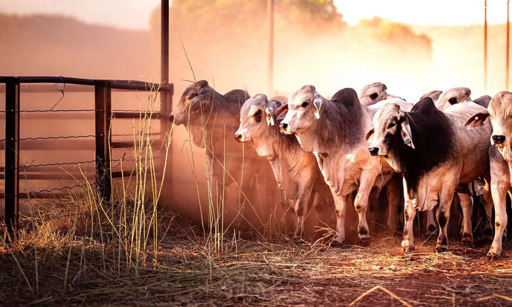 Thumbnail for Crime Stoppers launches campaign turning farmers into part-time cops