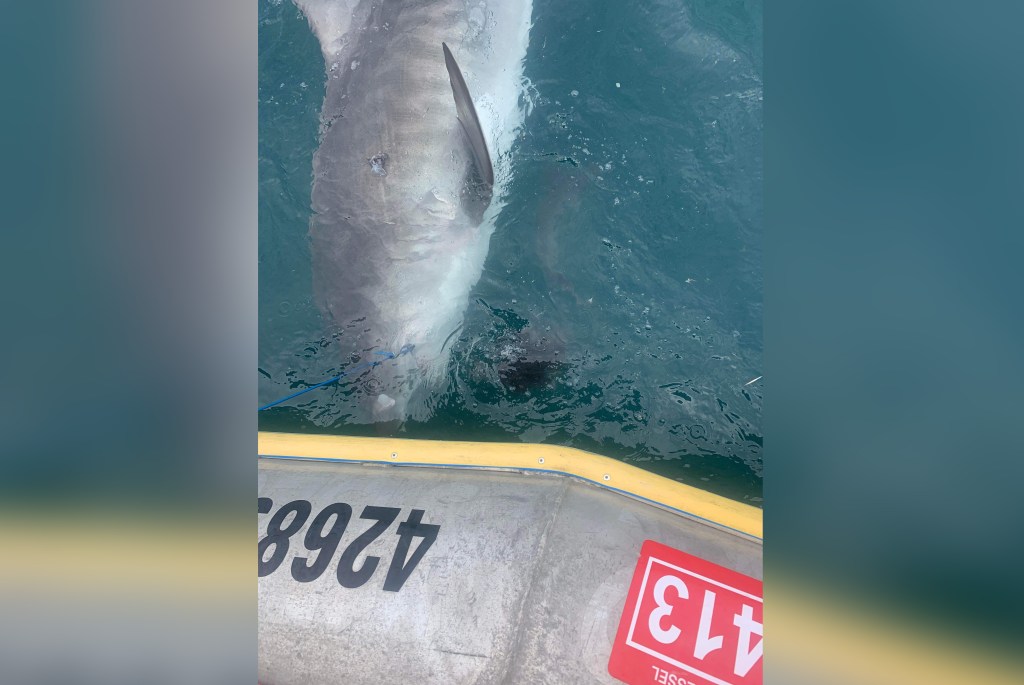 Thumbnail for Tiger sharks will eat just about anything – but this one couldn’t handle the indigestion
