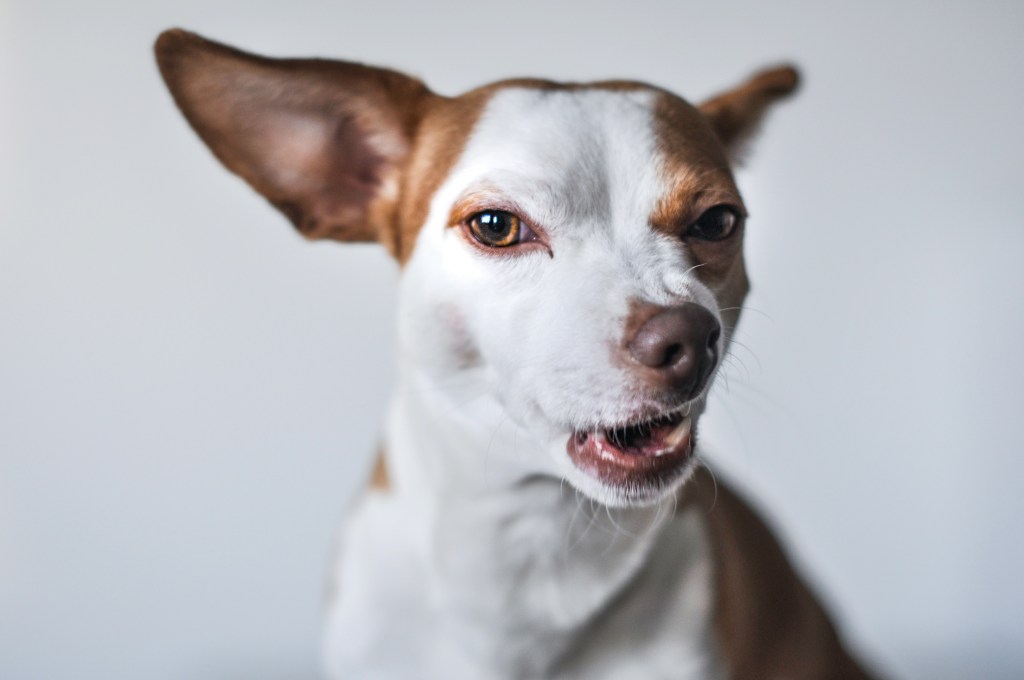 Of particular concern are dog bites during letter deliveries, with 15 per cent of incidents occurring when a postie puts mail in a letterbox. Imabe: Unsplash
