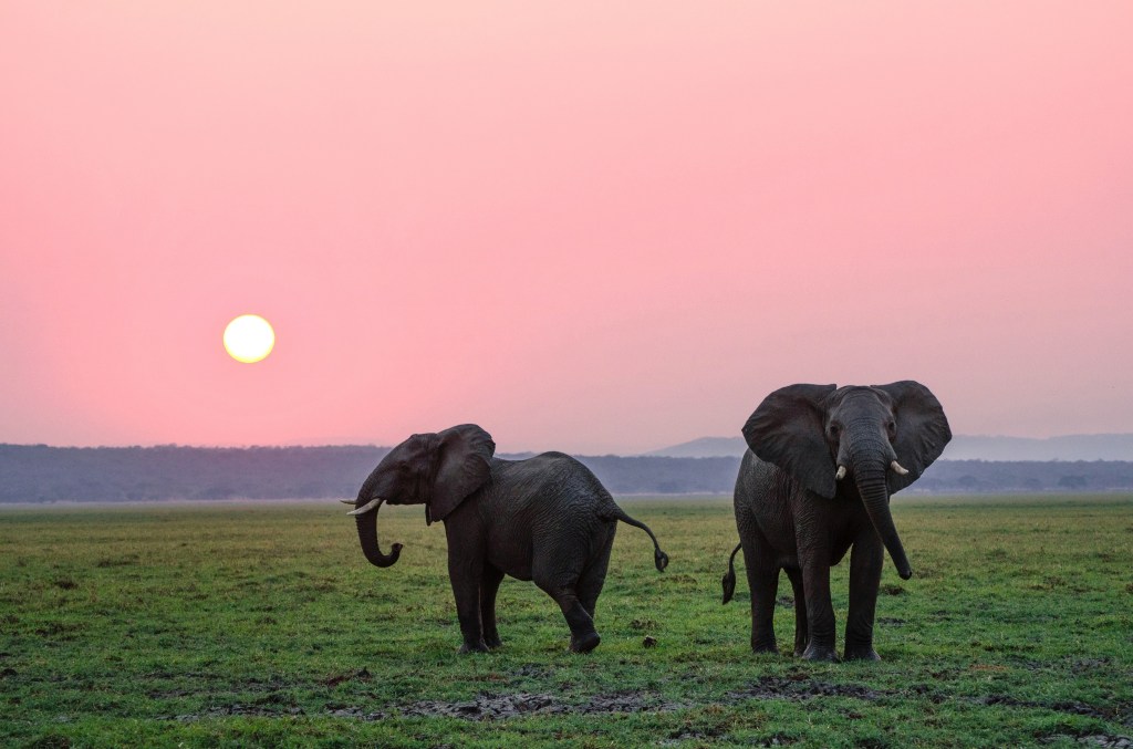 Thumbnail for Yo, Dumbo: Elephants call each other by unique names, study finds