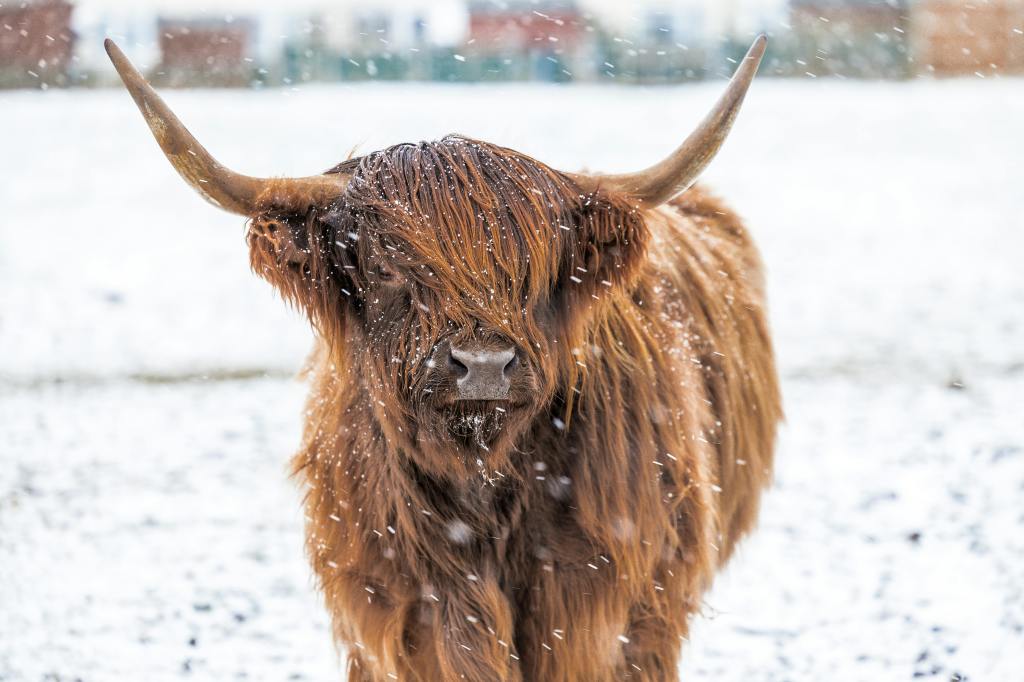 Thumbnail for Oh, to be in the snow and sleet of Scotland now that it’s summer there