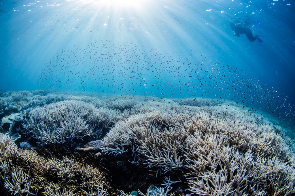 Thumbnail for Reef continues to be ravaged, but avoids a spot on ‘sites in danger’ list