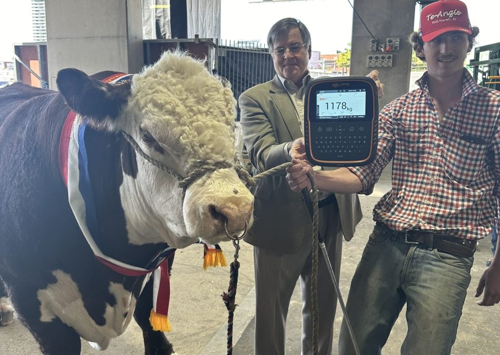 Thumbnail for Pleased to meat you: Why allergy to cattle hair can’t stop this beef breeder’s obsession