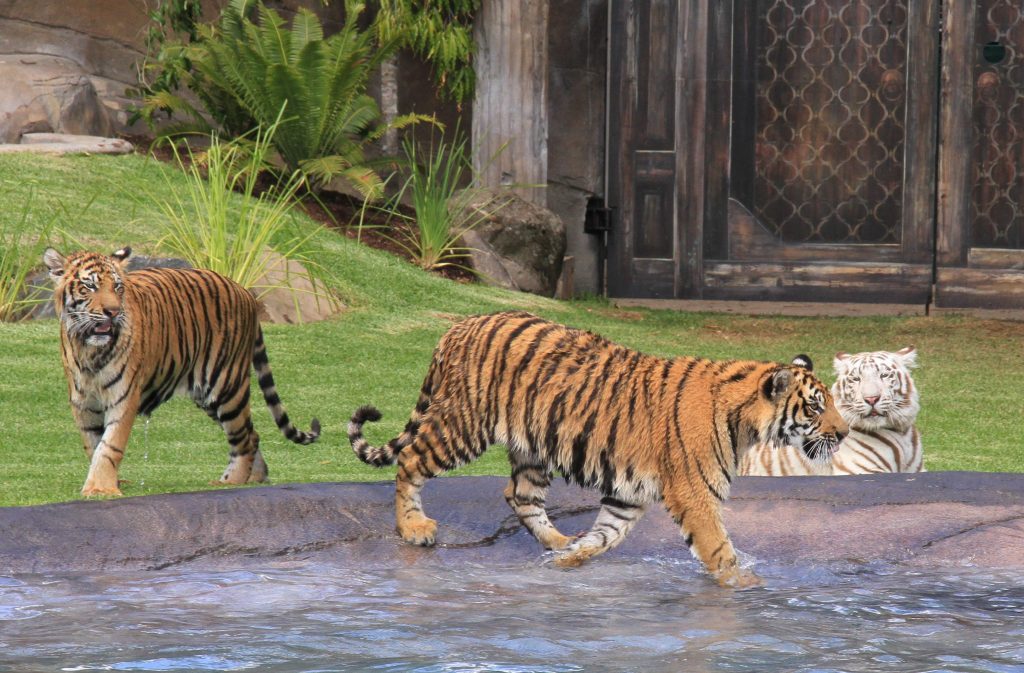 Thumbnail for Dreamworld horror as handler mauled by tiger in ‘isolatated and rare’ incident