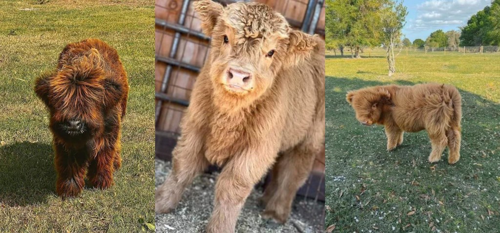 A triptych of supplied images obtained on Friday, October 18, 2024, of Images of cattle used to scam potential livestock buyers online. (AAP Image/Supplied by QLD Police) NO ARCHIVING, EDITORIAL USE ONLY