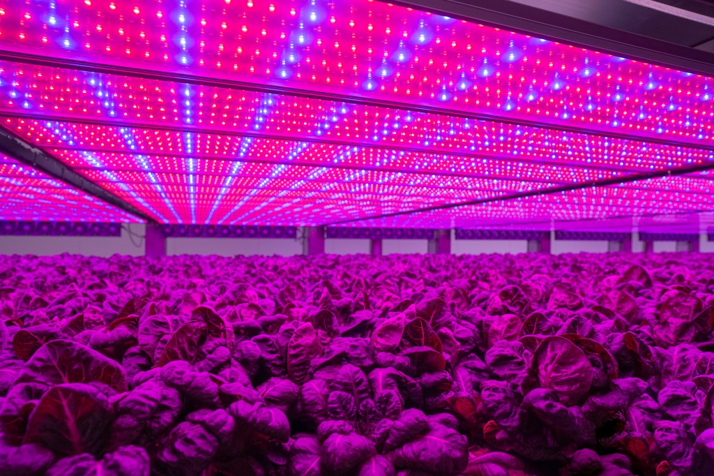Thumbnail for Stacked for success – the Gold Coast farm that’s using AI to grow more sustainable, nutritious and reliable produce
