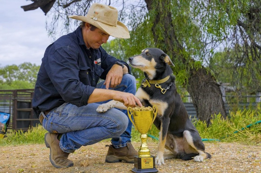 Thumbnail for Last pick of the litter, Bear the kelpie is now top dog
